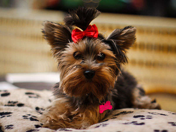 Terrier de l'arc rouge