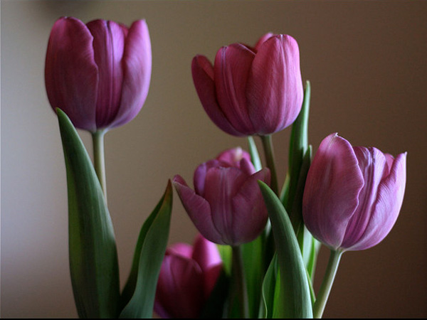 Jolie photo de tulipes roses