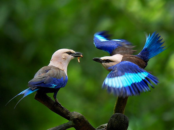 ציפורים כחול תמונה יפה