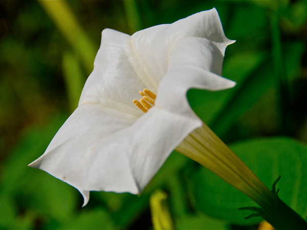 Fond de floraison de fleurs