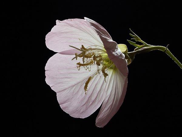 תמונת פרח מלוטשת