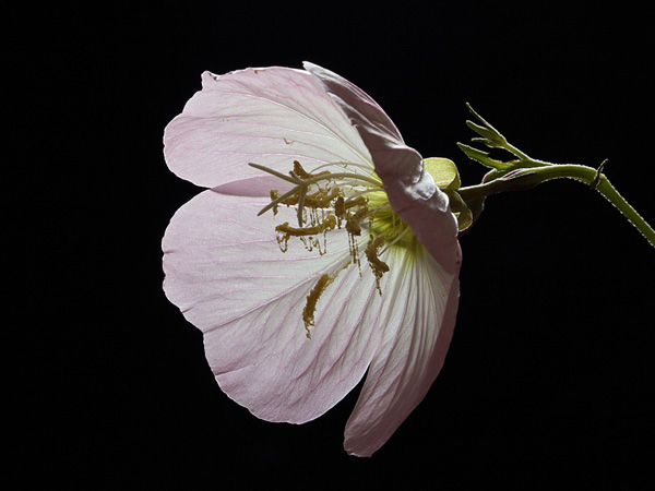 Image de fleur habillée