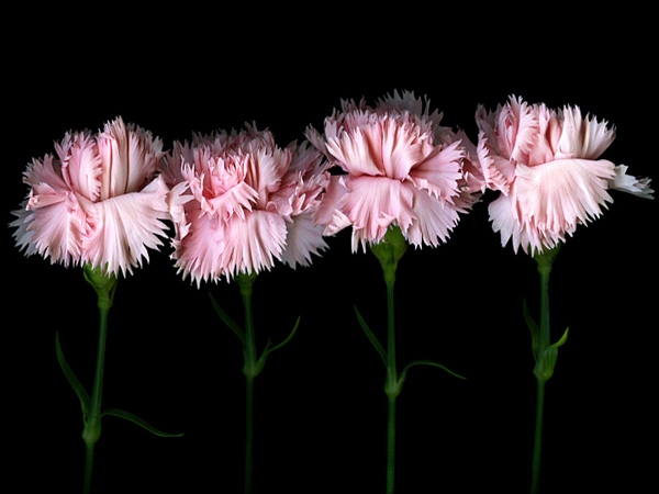 Fleur Rêve Joli Fond