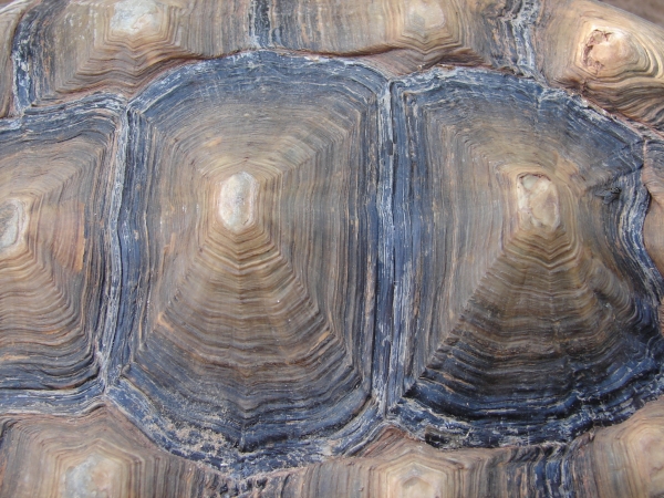 Bumpy Tortoise Shell Texture