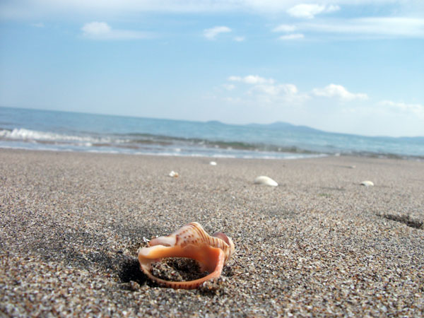 Coquillage brisé