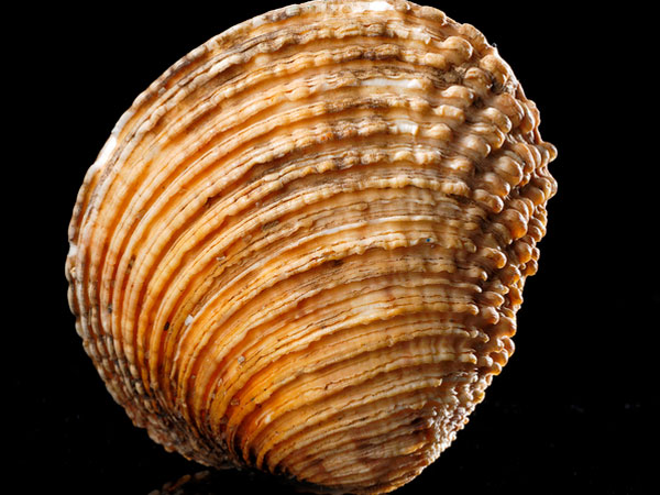 Coquille rougeoyante