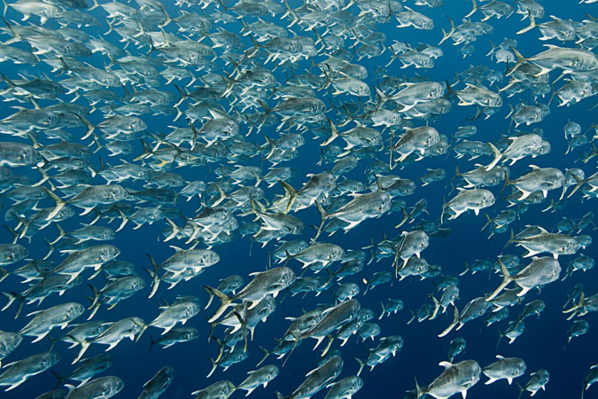 Merveilleux Poissons Vagues