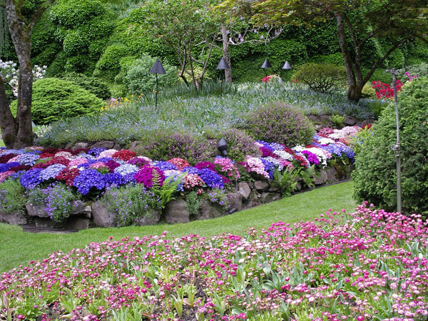 Fleurs sur les rochers