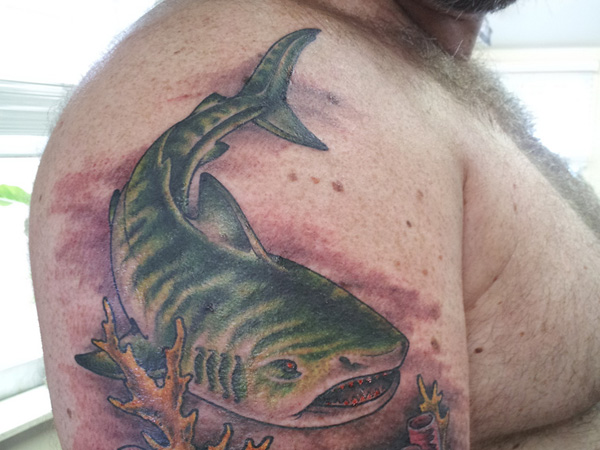 Énorme tatouage de requin tigre