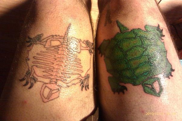 Ζωντανή σκελετός χελώνας και χελώνας