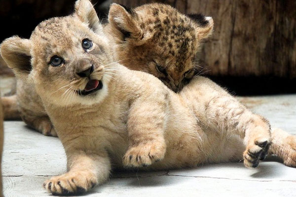 Μωρό Barbary Lions