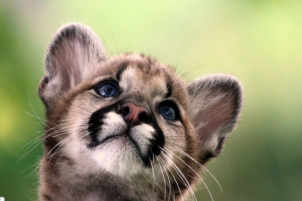 Bébé Lion des Montagnes