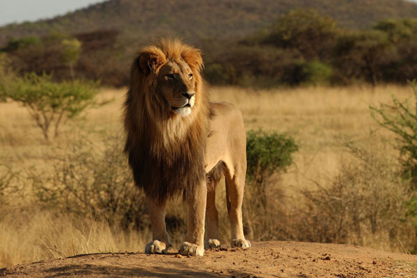 Nouveau fond d'écran Lion