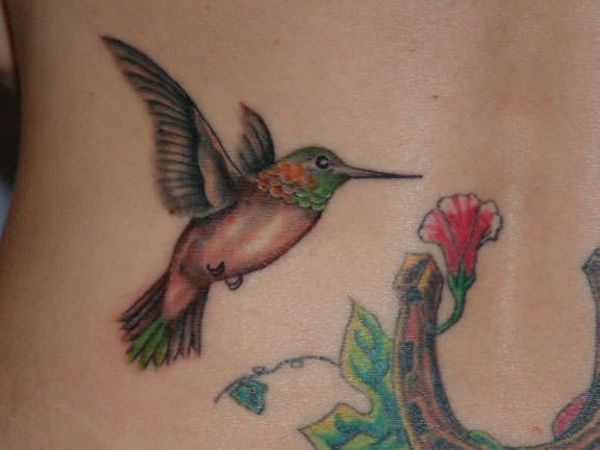 Rufous Hummingbird