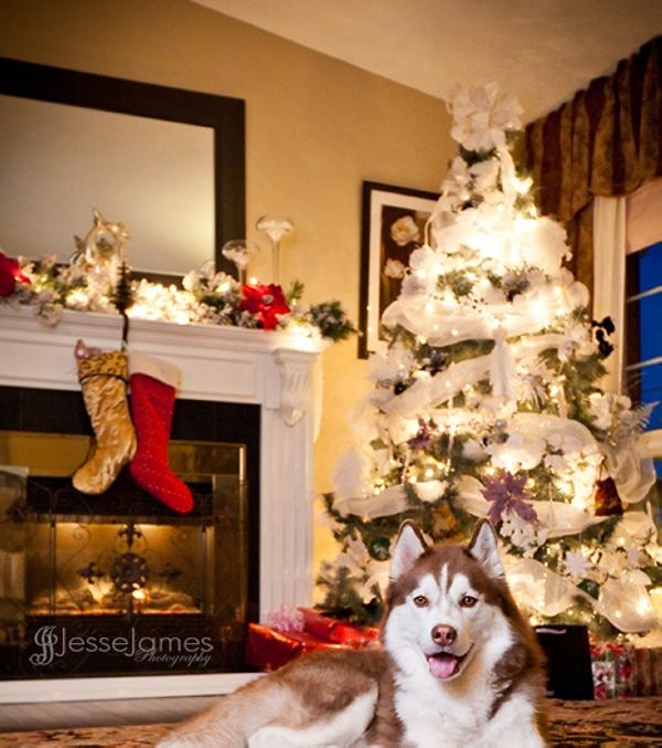 Noël Husky