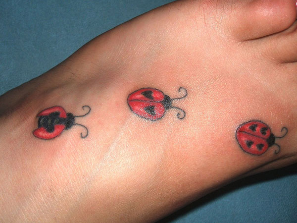 Trois coccinelles à pied