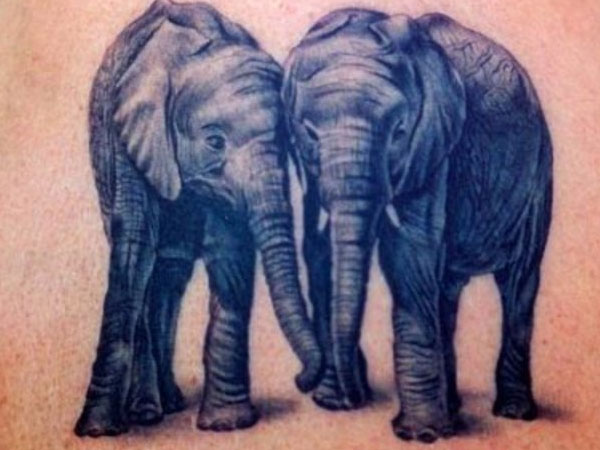 זוג פילים