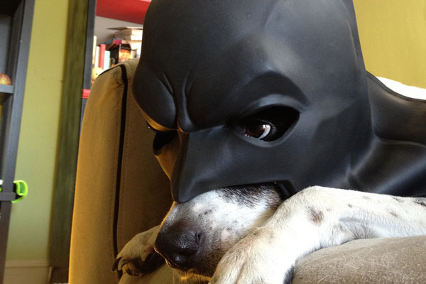 Chien Batman