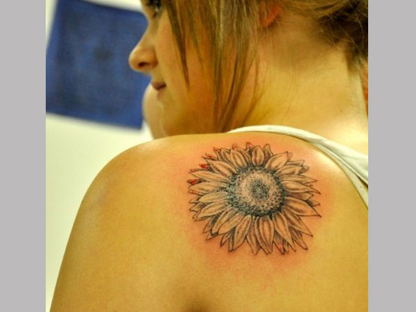 Tournesol fin