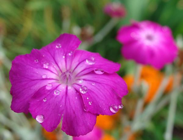 Rose Campion