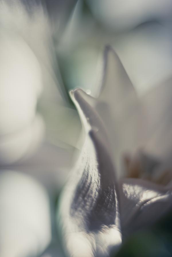 Λευκό floral φόντο