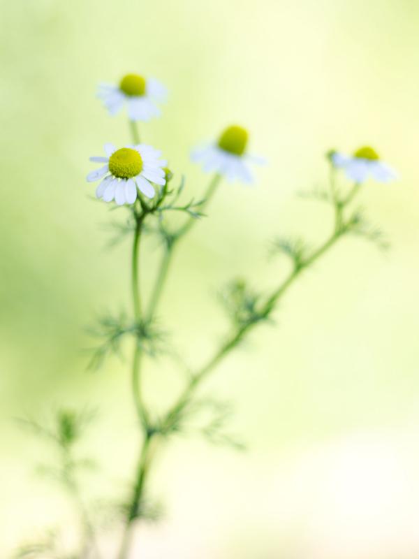 Floral κινηματογράφηση σε πρώτο πλάνο