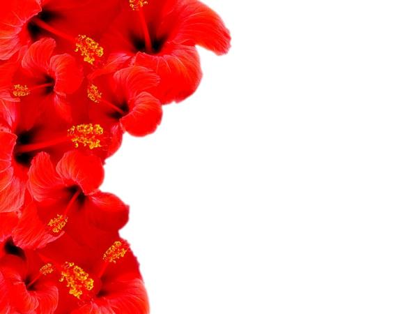 Arrière-plans de bordure florale rouge