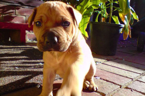 chiot pitbull