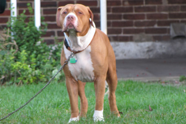 Pitbull sur l'herbe