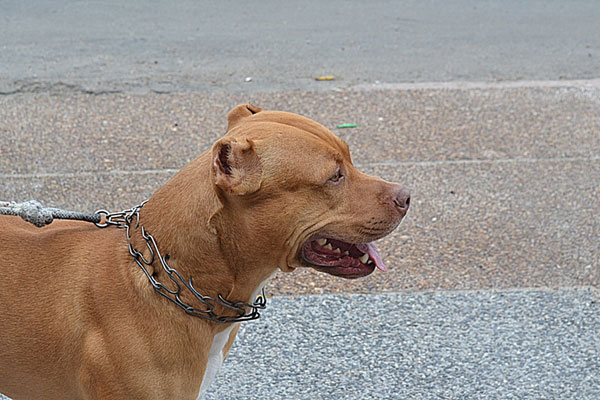 Pitbull à l'extérieur