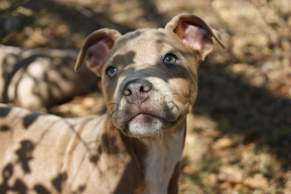 Ombre et lumière Pitbull