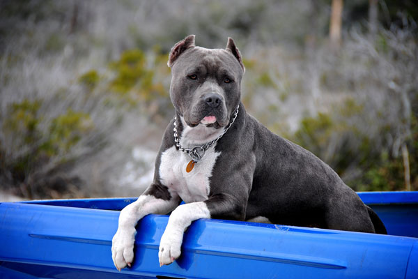 Pitbull en attente