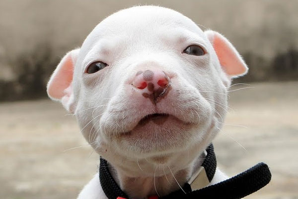 Pitbull Baby