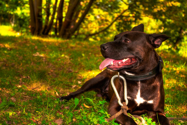 Pitbull Dog