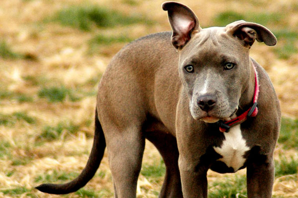 Pitbull Ears