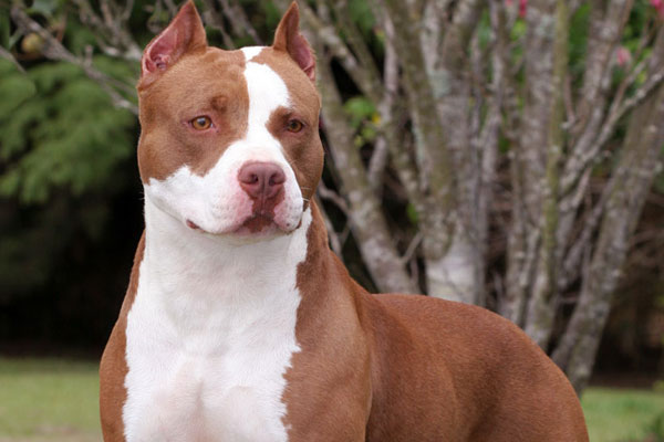 Pitbull Terrier Brun