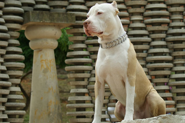 Pitbull de garde