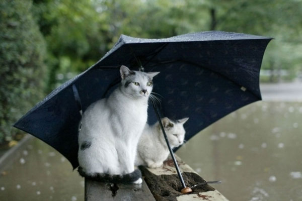 Δείτε το The Rain