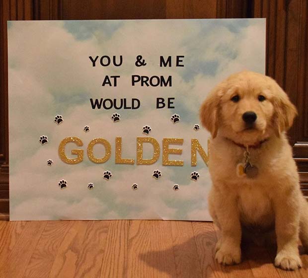 Adorable idée de Golden Retriever