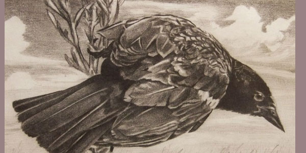 Dessin au crayon Red Wing Blackbird