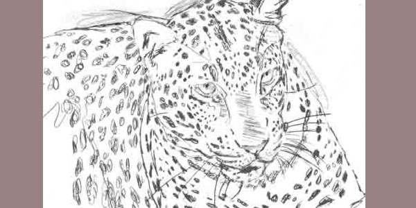 Croquis de léopard