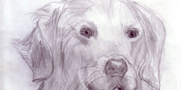 Croquis au crayon de chien