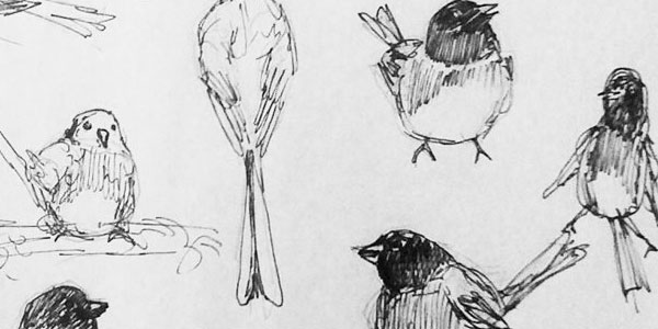 Coin nature : Mangeoires à oiseaux maison