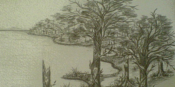 série de croquis d'arbres