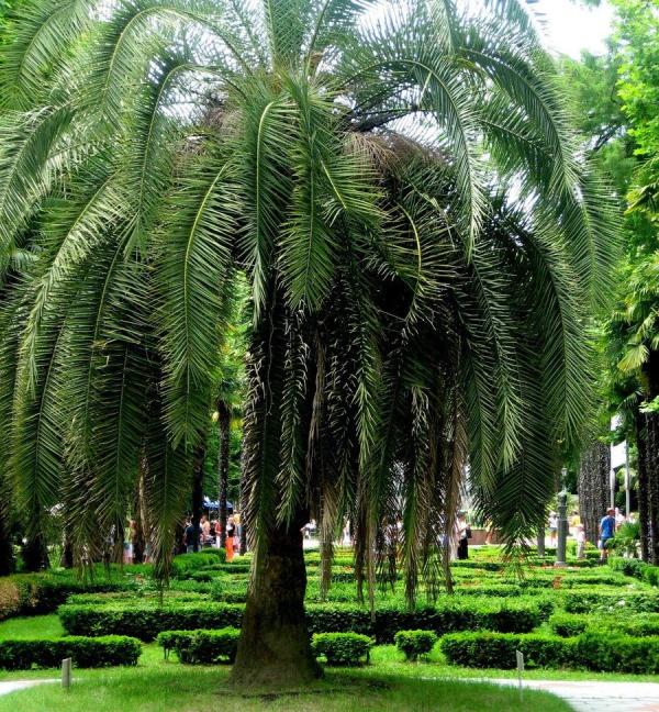 Palmier au parc