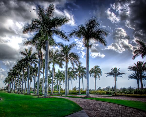 Palmiers en HDR