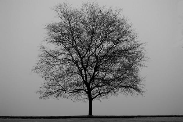 Arbre dans la brume