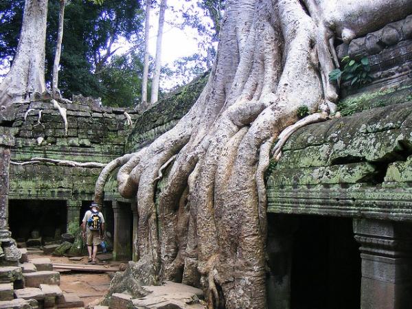 Arbres étonnants