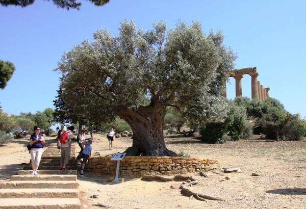 Olivier au Temple