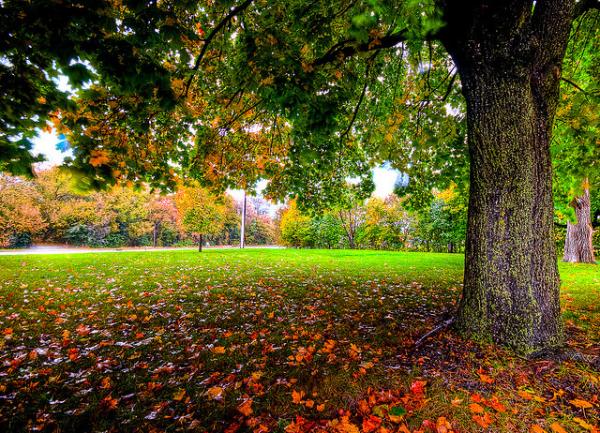 Les feuilles de l'arbre tombent